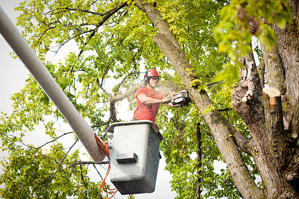 Best Tree Removal Cost  in USA